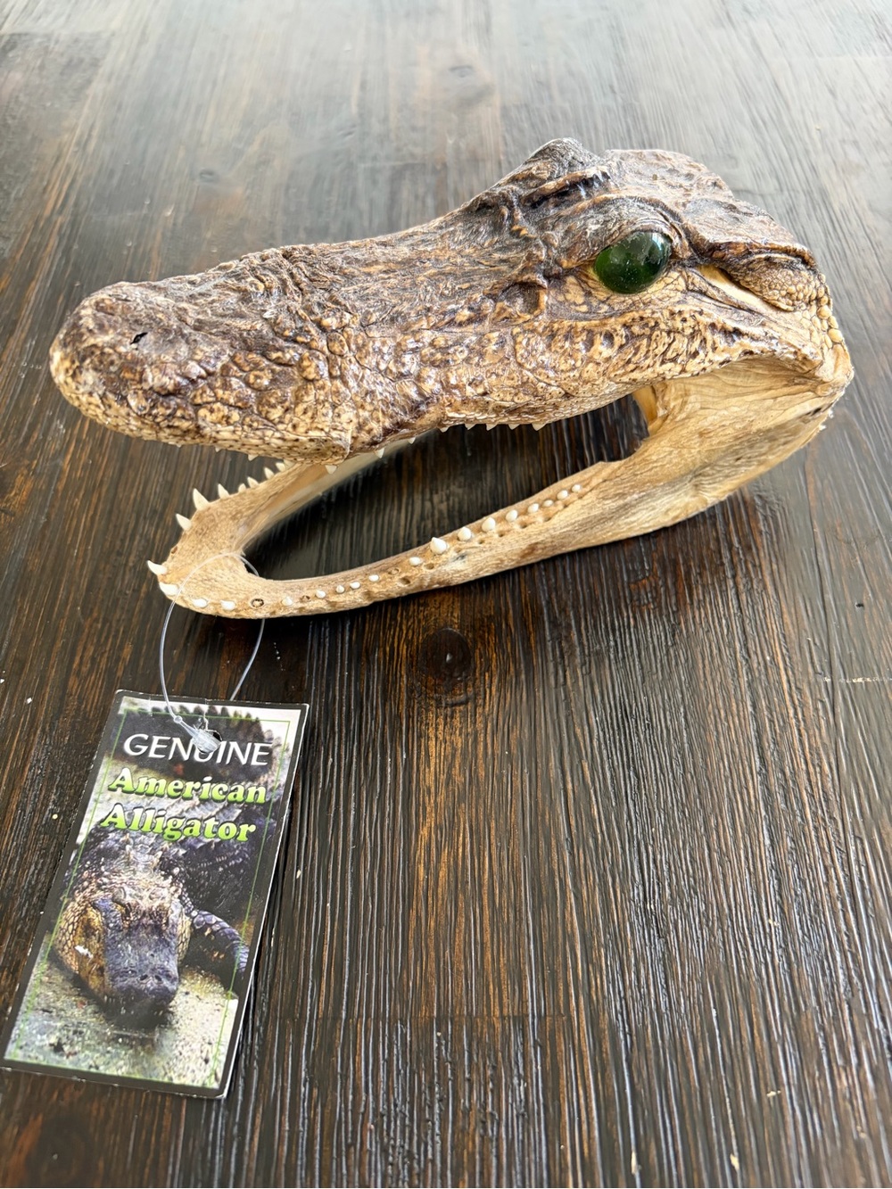 Genuine Alligator Skull Terrarium Accent - Brown with Green Eye